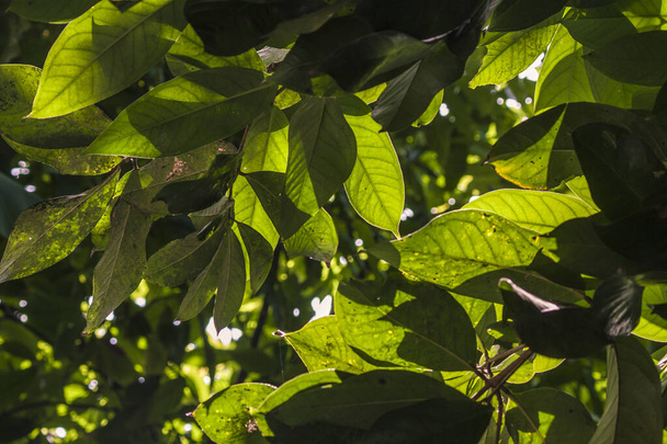 Листя рослини Авокадо 2
 - Фото, зображення