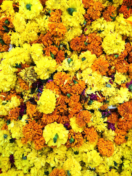 Kasımpatı çiçeği - Fotoğraf, Görsel