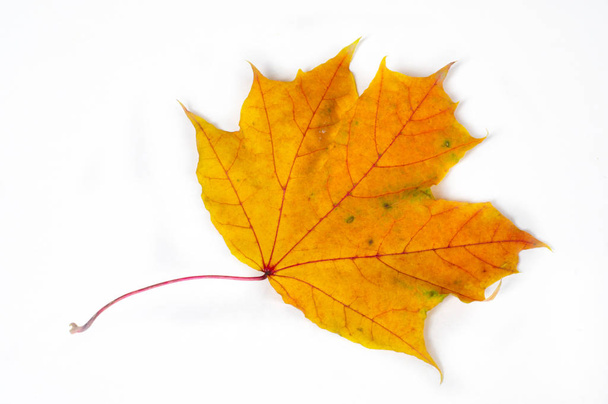 Осенние кленовые листья - Фото, изображение