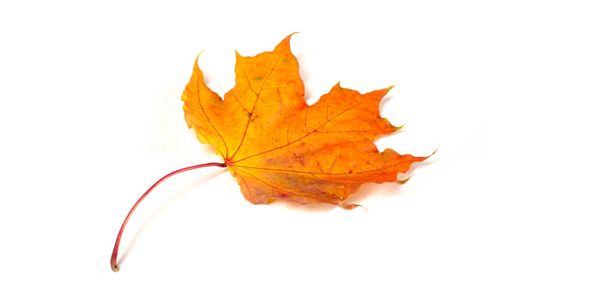autumn maple leaves - Photo, Image