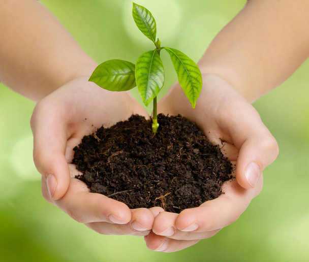 Ruce držící mladou zelenou rostlinu na rozmazaném zeleném pozadí. Uložit koncept Země. - Fotografie, Obrázek