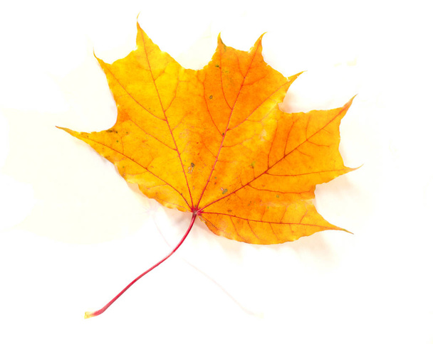 autumn maple leaves - Photo, Image