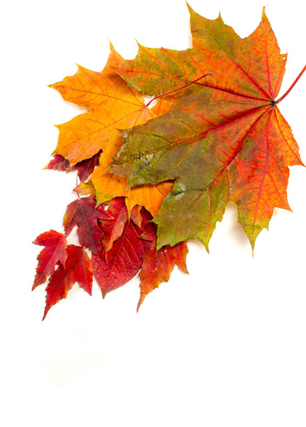 Цветной и яркий фон из опавших осенних листьев. - Фото, изображение