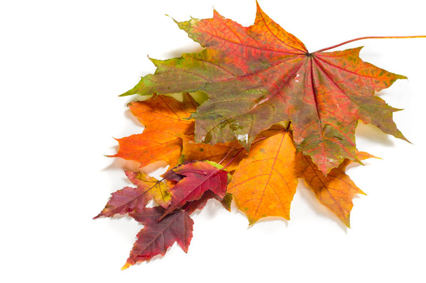 Texture, background. Autumn leaves.  - Photo, Image