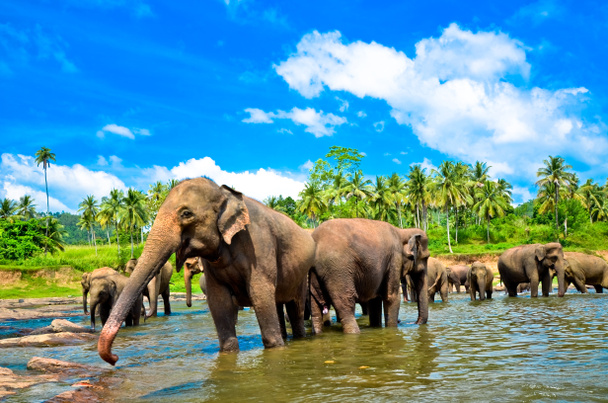 Elefanttiryhmä joessa
 - Valokuva, kuva