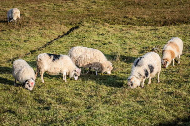 Moutons aux îles Féroé
 - Photo, image