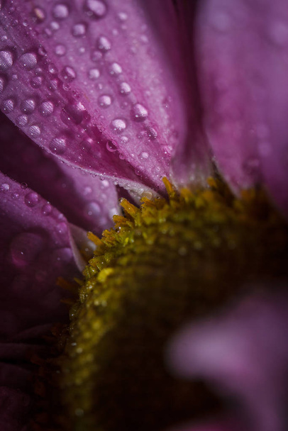 Beautiful delicate pink chrysanthemums with dew drops after the rain is very close - 写真・画像