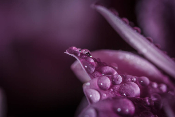 Beautiful delicate pink chrysanthemums with dew drops after the rain is very close - 写真・画像