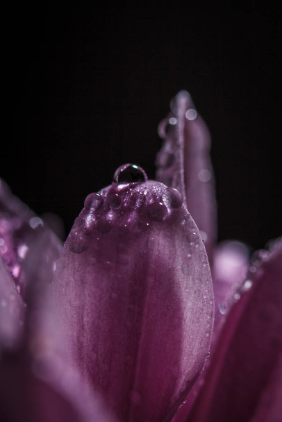 Beautiful delicate pink chrysanthemums with dew drops after the rain is very close - Fotografie, Obrázek