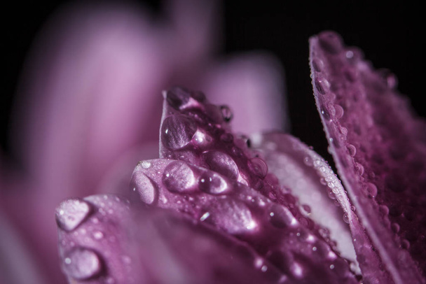 Beautiful delicate pink chrysanthemums with dew drops after the rain is very close - Foto, immagini