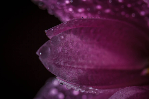 Beautiful delicate pink chrysanthemums with dew drops after the rain is very close - Fotoğraf, Görsel