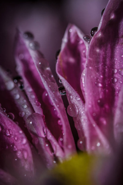 Beautiful delicate pink chrysanthemums with dew drops after the rain is very close - Zdjęcie, obraz