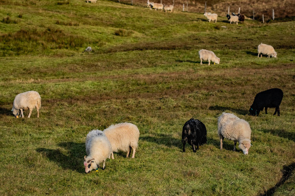 Ovelhas nas Ilhas Faroé
 - Foto, Imagem