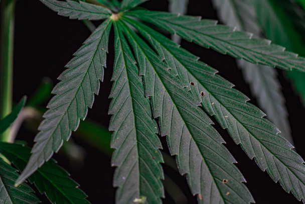 Tematyczne zdjęcia konopi i marihuany Zielony liść - Zdjęcie, obraz