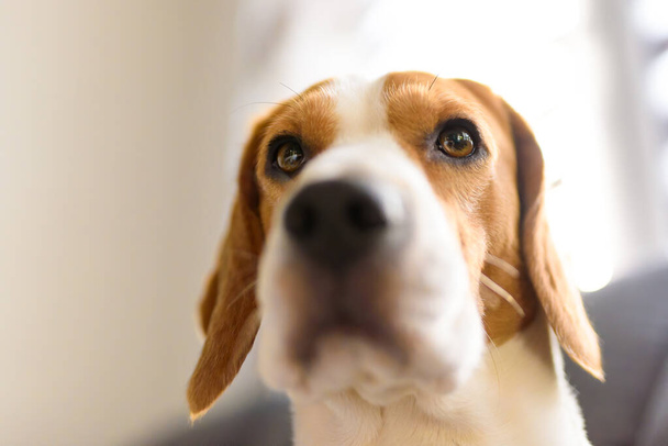 Portrait of purebred beagle dog sitting on couch in living room. Head closeup in bright room. - 写真・画像