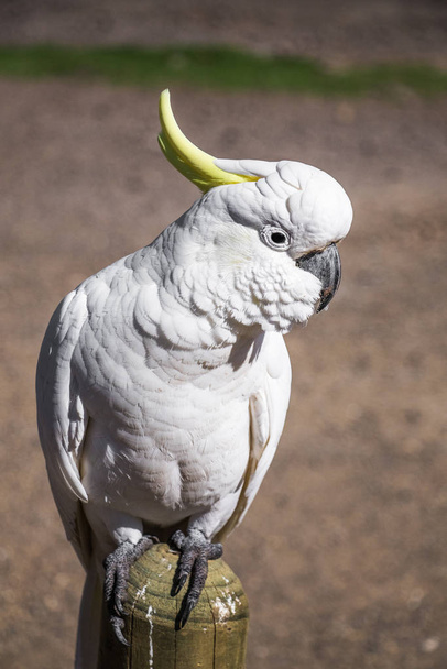 Ένας Αυστραλός λευκός Θειούχος θρυμματισμένος παπαγάλος στη Βικτώρια - Φωτογραφία, εικόνα