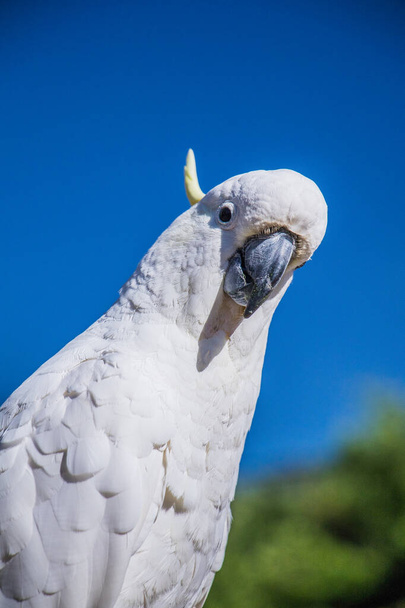 Ένας Αυστραλός λευκός Θειούχος θρυμματισμένος παπαγάλος στη Βικτώρια - Φωτογραφία, εικόνα
