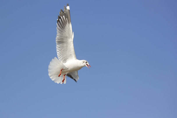 летящая птица чайки на прекрасном фоне неба
 - Фото, изображение