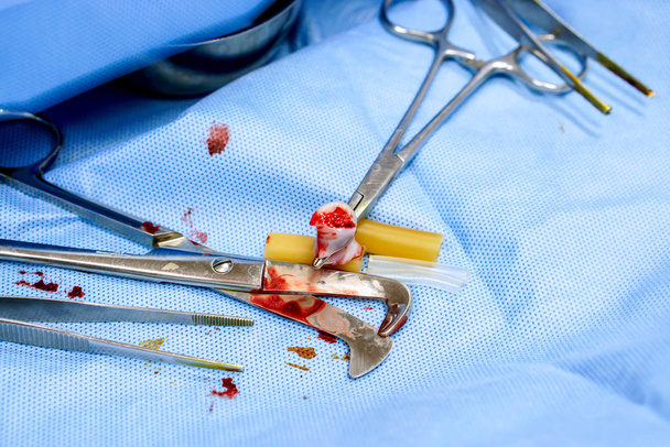 Detailní záběr lékařských nůžek zvedající část pupeční šňůry kus dítěte pro abnormální detekci s chirurgickým vybavením na modrém podkladu. - Fotografie, Obrázek