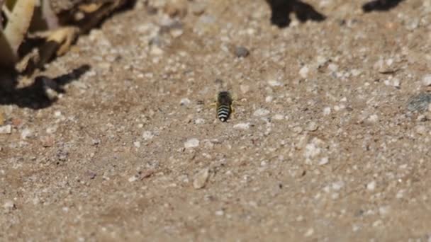 Sand wasp warming up in the midday sun - Footage, Video