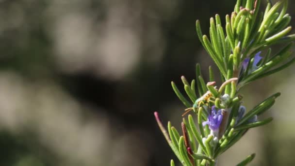 Sand wasps collecting nectar from rosemary - Footage, Video