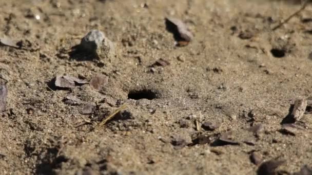 Sabbia vespa cercando il suo buco d'ingresso nido scavato
  - Filmati, video