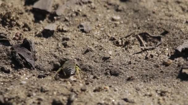 Sand wasp checking on her freshly laid eggs - Footage, Video
