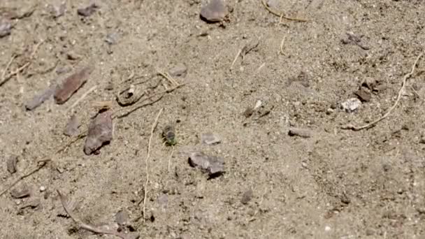 Hiekka ampiainen etsii hänen kaivautunut pesä sisäänkäynti reikä
  - Materiaali, video
