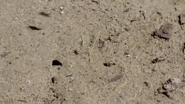 Sand wasp showing fast contact interactions - Footage, Video