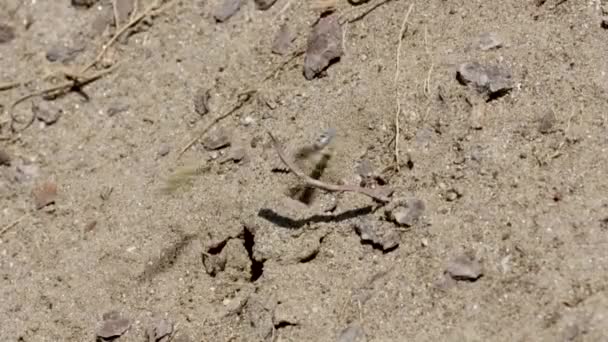 Avispas de arena peleando por la entrada de un nido excavado
 - Metraje, vídeo