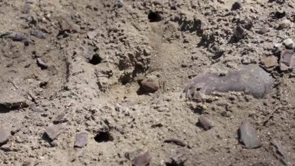 Sand wasp colony shot of the whole nest cluster - Footage, Video