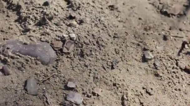 Colonie de guêpes des sables plan panoramique de l'ensemble du groupe de nids
 - Séquence, vidéo