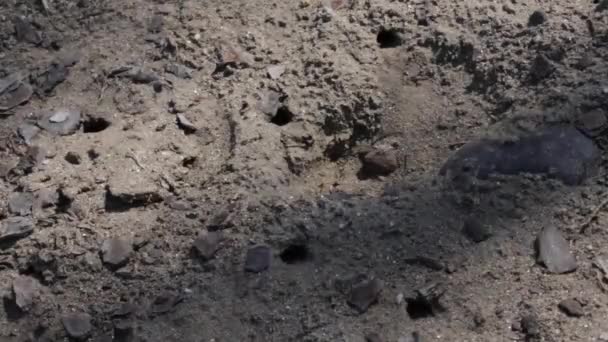 Ujęcie całej gromady gniazd osy piaskowej - Materiał filmowy, wideo