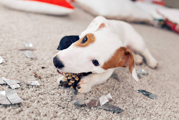 Navidad y el concepto de mascota - Jack Russell terrier cachorro mordisquitos en un abeto
 - Foto, imagen