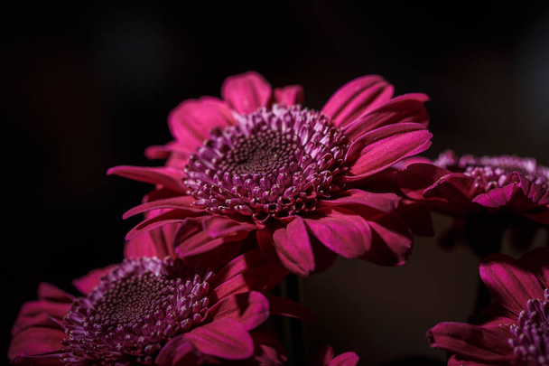 Beautiful purple fresh chrysanthemums that have bloomed - Foto, immagini