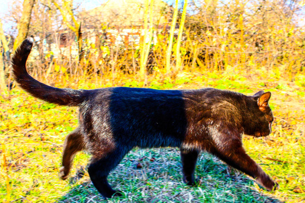 Gato preto em uma vista a pé a partir do topo do lado e para o
 - Foto, Imagem