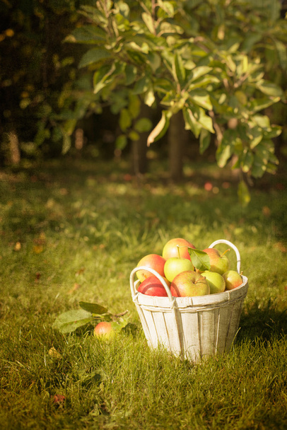 The Orchard - Foto, Imagem
