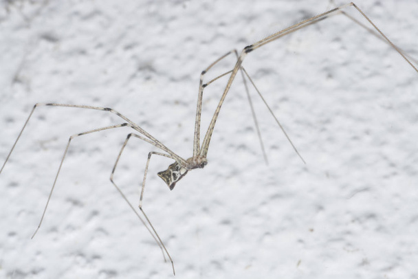 lähellä laukaus pholcid hämähäkki - Valokuva, kuva