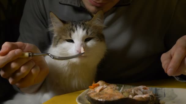 cat smells prepared red fish and tastes from metal fork - Footage, Video