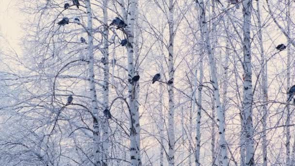 γκρι περιστέρια στέκονταν σε ένα κλαδί με λευκό χιόνι. Ένα σμήνος πουλιών από κοντά. ζώα κατά τη χειμερινή περίοδο. Παγωμένα δέντρα σε παγωμένο χειμώνα. - Πλάνα, βίντεο