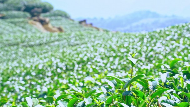 Mooie groene thee gewas tuin rijen scène met blauwe lucht en wolk, ontwerp concept voor de verse thee product achtergrond, kopieer ruimte. - Video