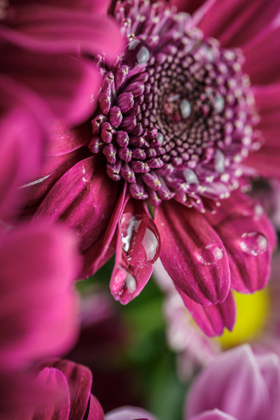 Beautiful purple fresh chrysanthemums with dew drops after rain on the petals that bloomed in the summer - Zdjęcie, obraz