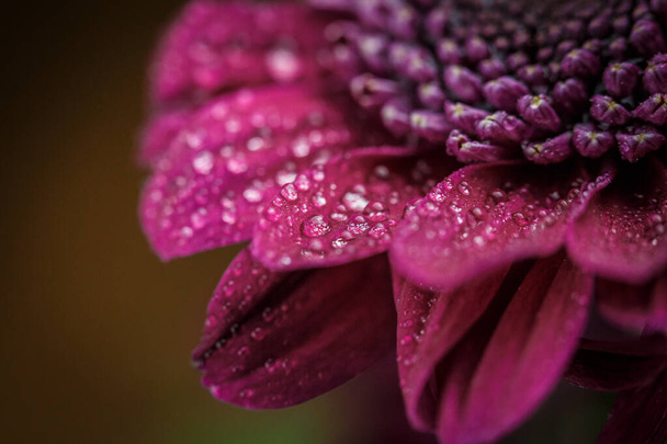 Beautiful purple fresh chrysanthemums with dew drops after rain on the petals that bloomed in the summer - 写真・画像