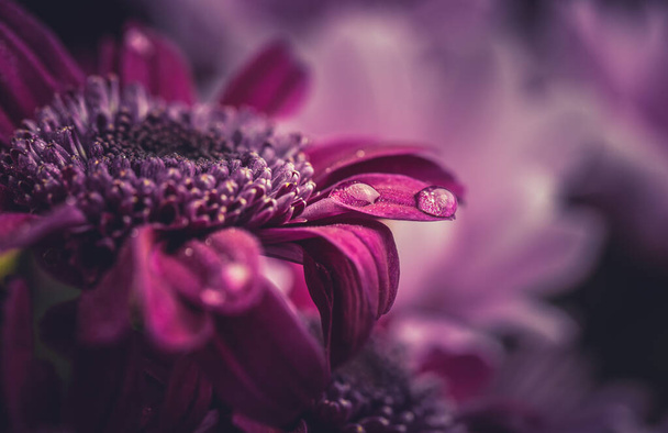 Beautiful purple fresh chrysanthemums with dew drops after rain on the petals that bloomed in the summer - Фото, изображение