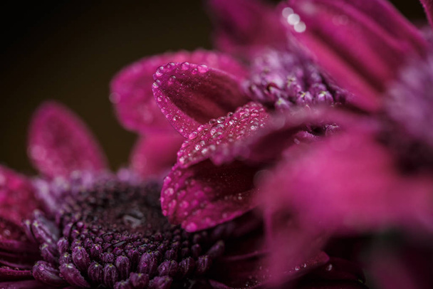 Bellissimi crisantemi freschi viola con gocce di rugiada dopo la pioggia sui petali che fiorivano in estate
 - Foto, immagini