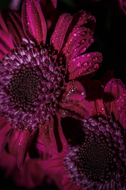 Beautiful purple fresh chrysanthemums with dew drops after rain on the petals that bloomed in the summer - Фото, зображення