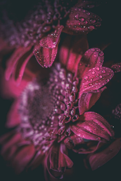 Bellissimi crisantemi freschi viola con gocce di rugiada dopo la pioggia sui petali che fiorivano in estate
 - Foto, immagini