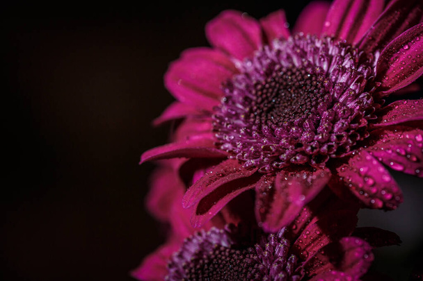 Beautiful purple fresh chrysanthemums with dew drops after rain on the petals that bloomed in the summer - 写真・画像