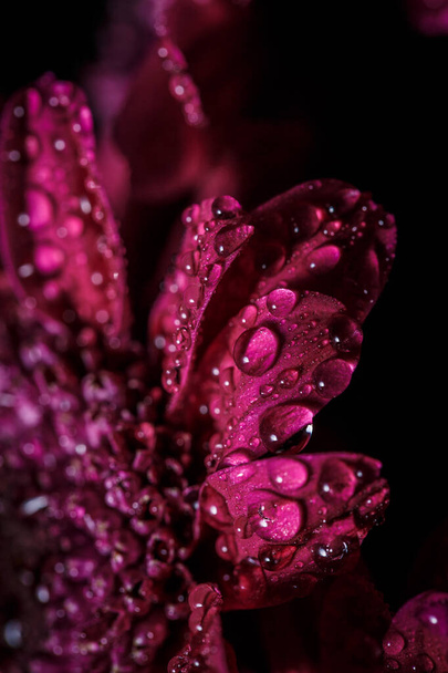 Beautiful purple fresh chrysanthemums with dew drops after rain on the petals that bloomed in the summer - Foto, Imagen