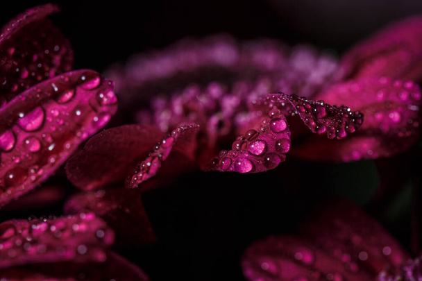 Beautiful purple fresh chrysanthemums with dew drops after rain on the petals that bloomed in the summer - Foto, Bild